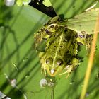 Wasserfrosch