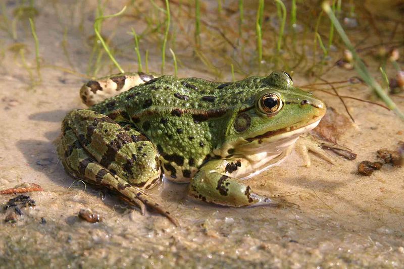 Wasserfrosch