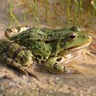 Wasserfrosch