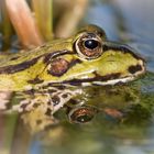 wasserfrosch