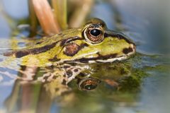 wasserfrosch