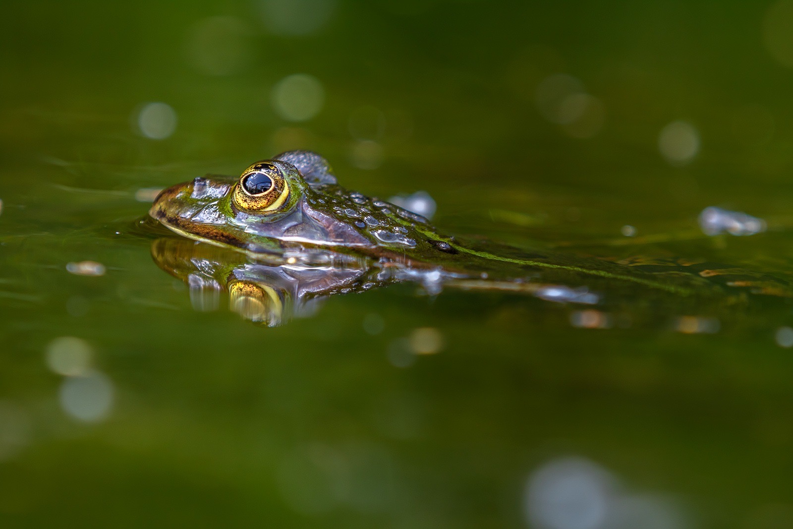 Wasserfrosch