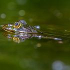 Wasserfrosch