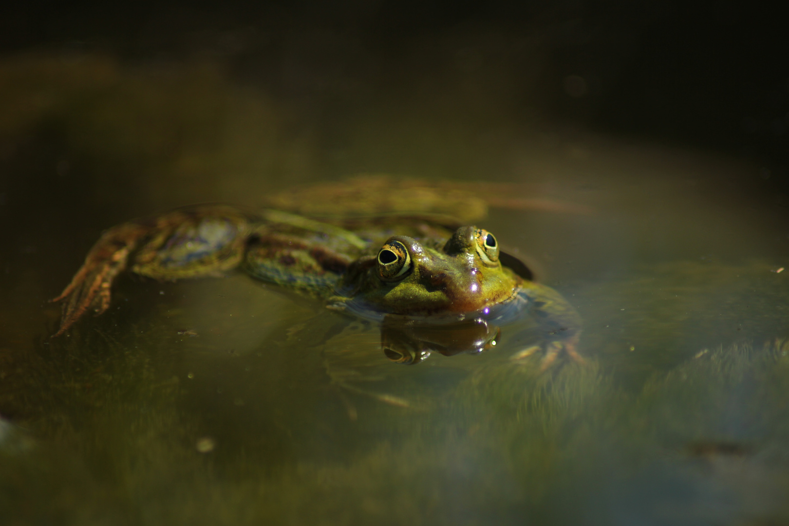 Wasserfrosch