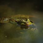 Wasserfrosch