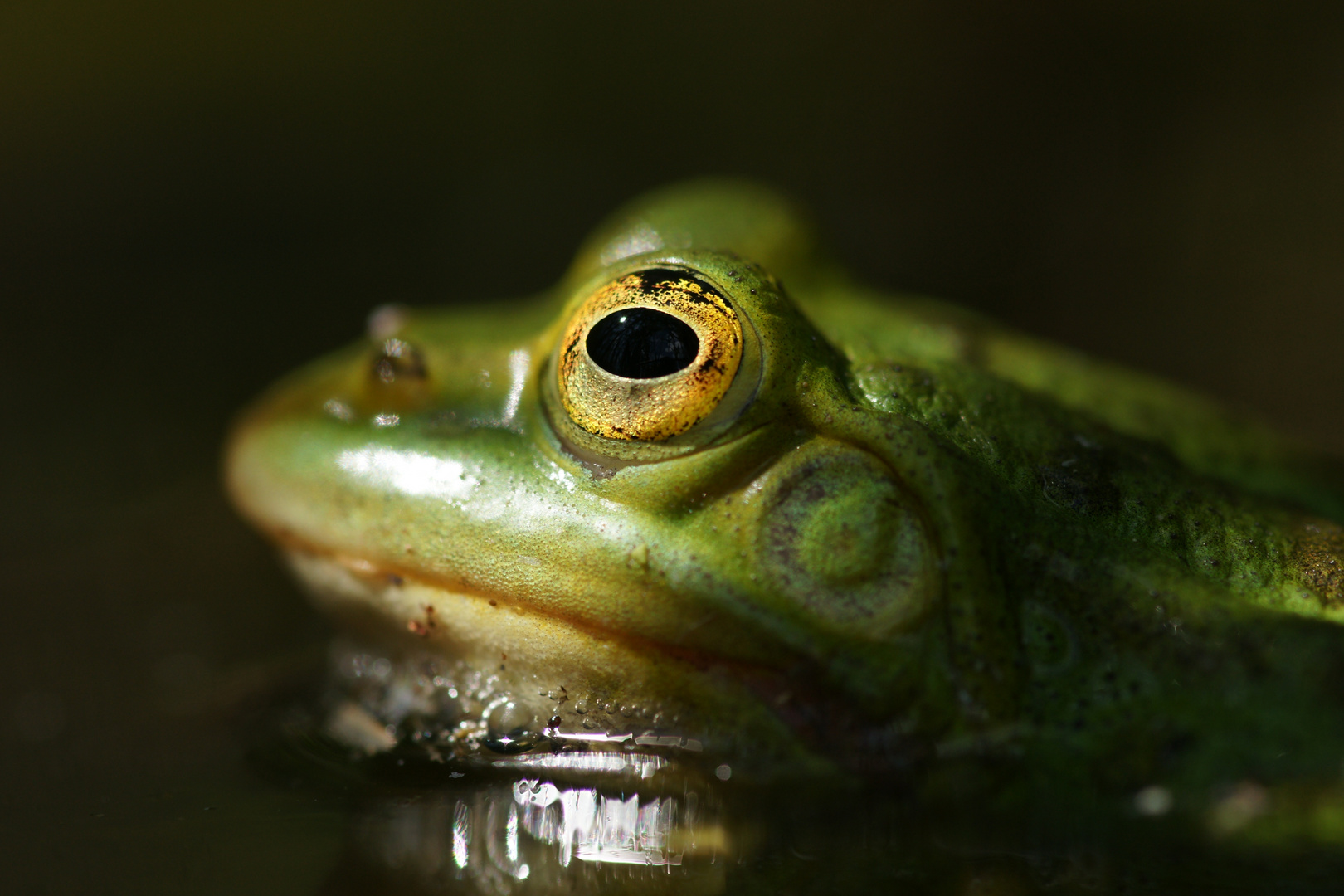 Wasserfrosch