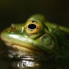 Wasserfrosch