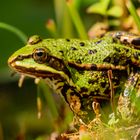 Wasserfrosch