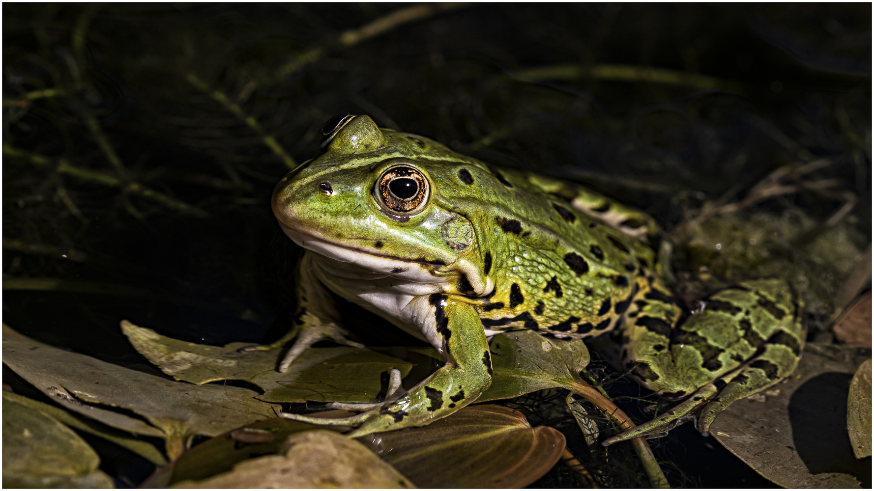 Wasserfrosch