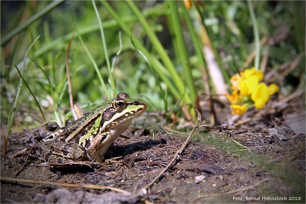 Wasserfrosch .... Festplattenfund