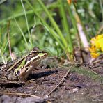 Wasserfrosch .... Festplattenfund