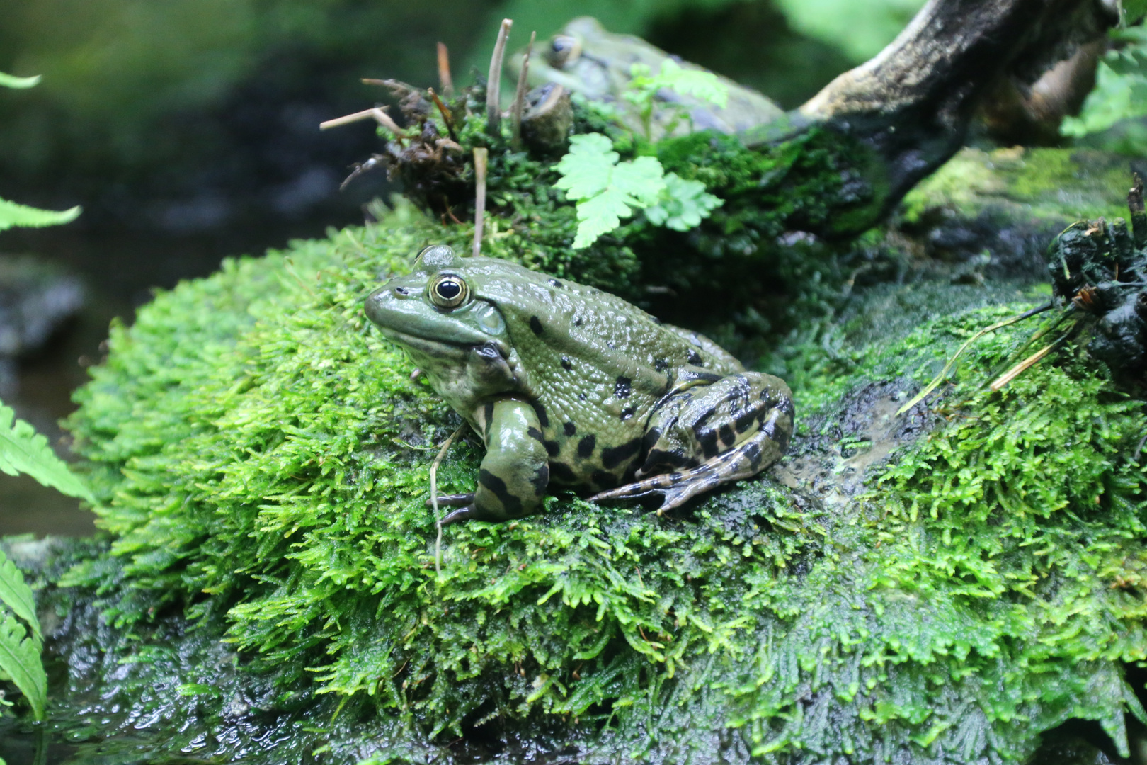 Wasserfrosch -Grünfrosch-