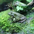 Wasserfrosch -Grünfrosch-