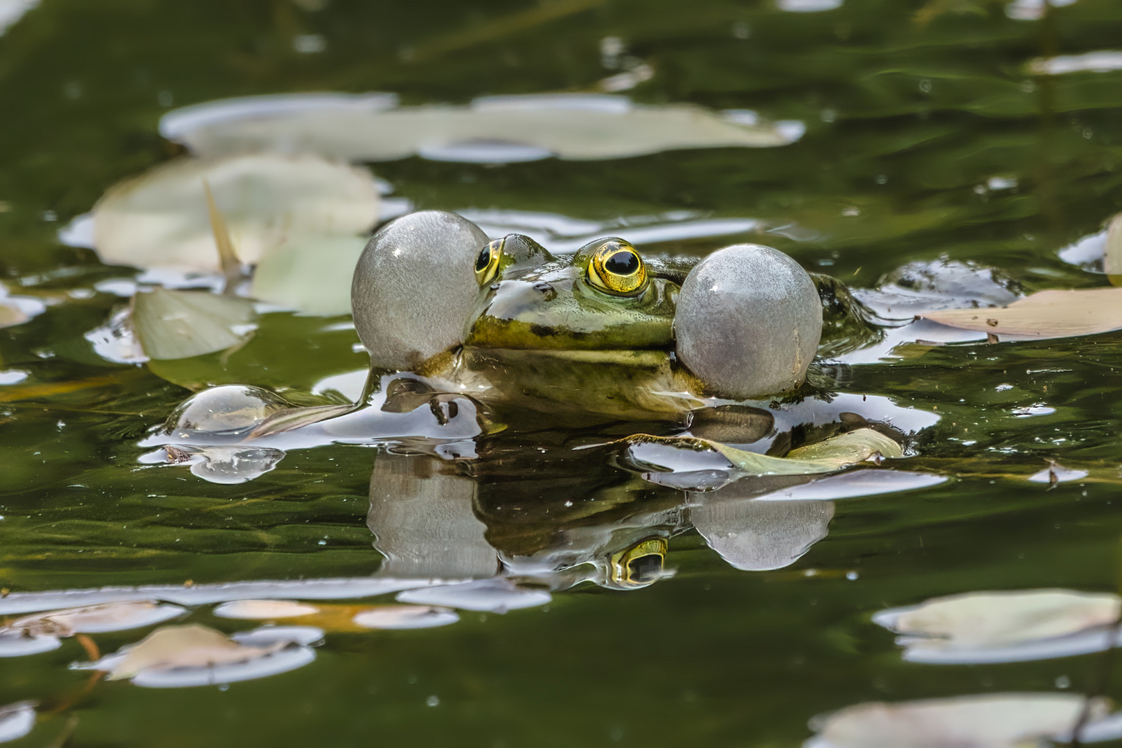 Wasserfrosch, Grünfrosch