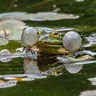 Wasserfrosch, Grünfrosch