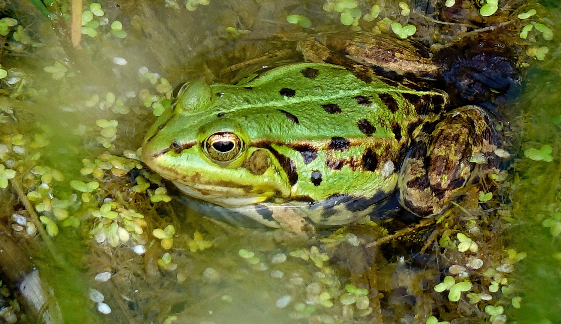 Wasserfrosch im Bioteich