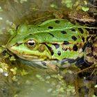 Wasserfrosch im Bioteich