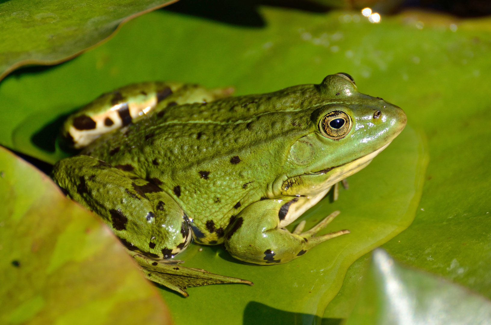 Wasserfrosch im Botanischen Garten, Augsburg, Juli 2015