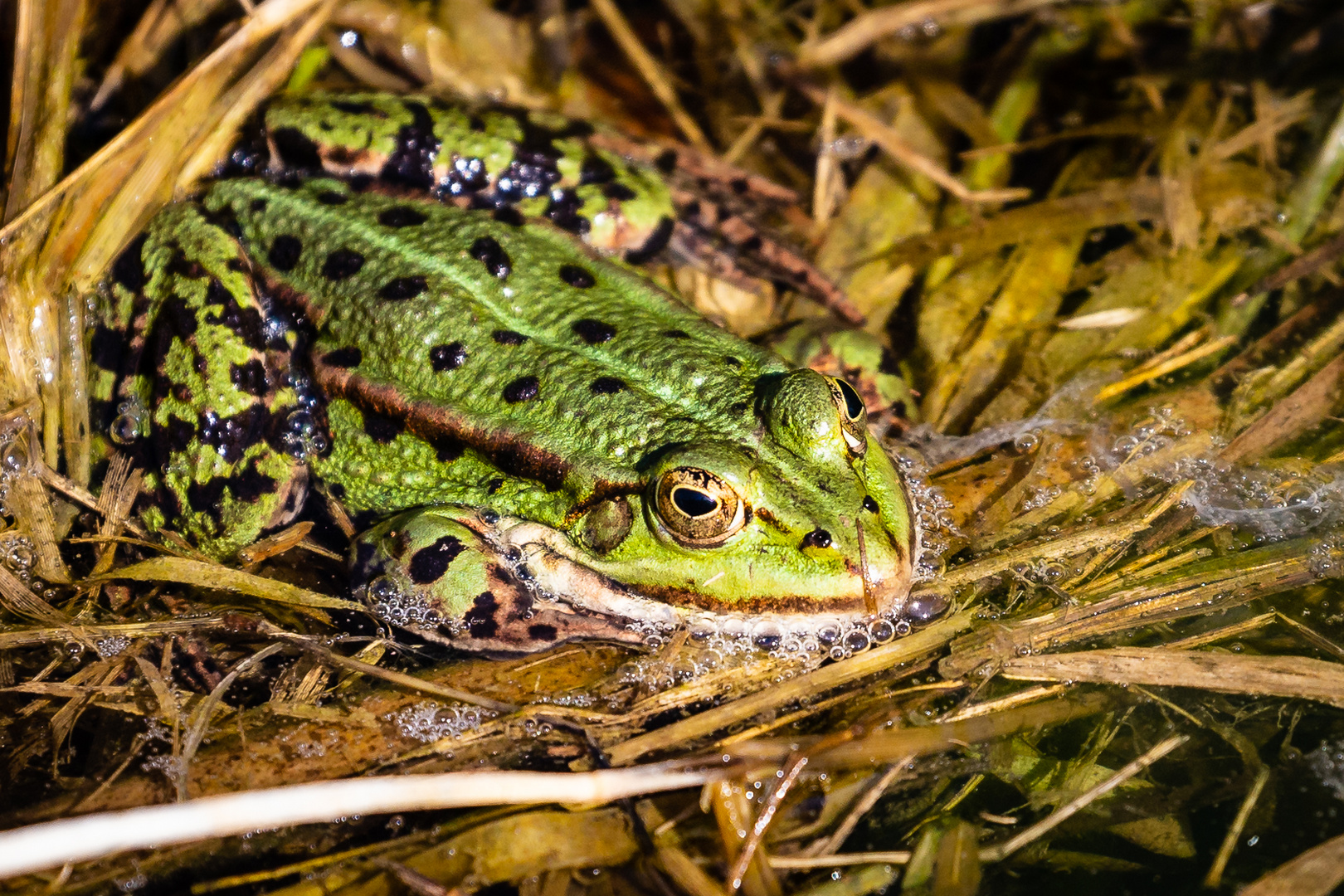 Wasserfrosch im Frühling