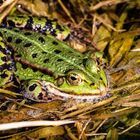 Wasserfrosch im Frühling