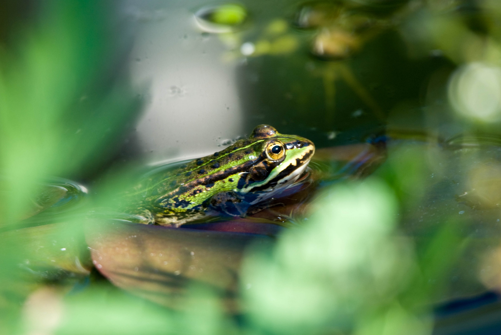 Wasserfrosch im Gartenteich 1