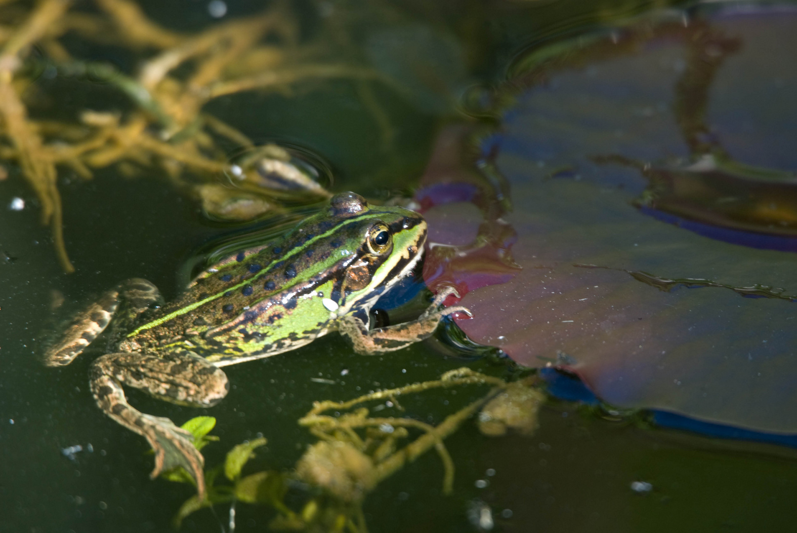 Wasserfrosch im Gartenteich 2