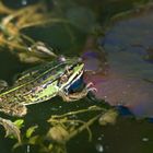 Wasserfrosch im Gartenteich 2