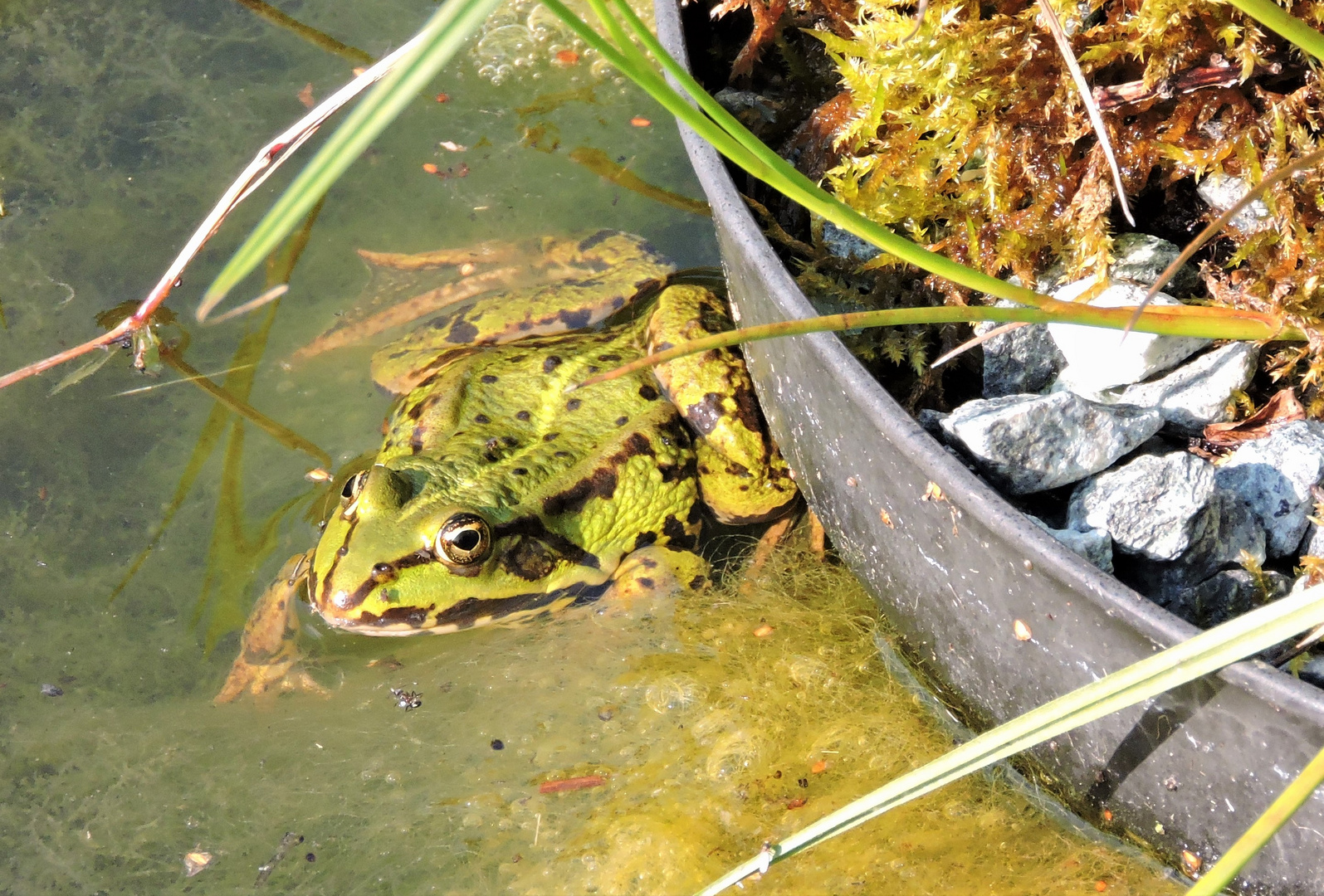 Wasserfrosch im Gartenteich