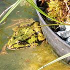 Wasserfrosch im Gartenteich