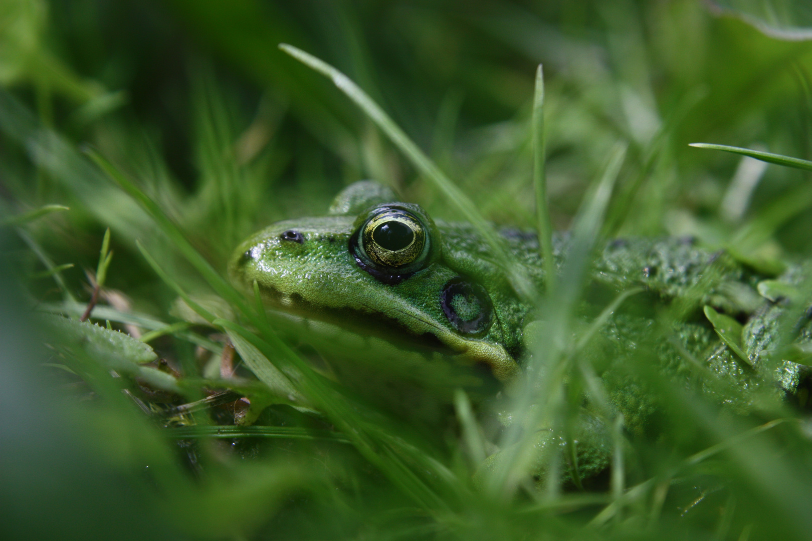 Wasserfrosch im Gras