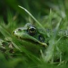 Wasserfrosch im Gras