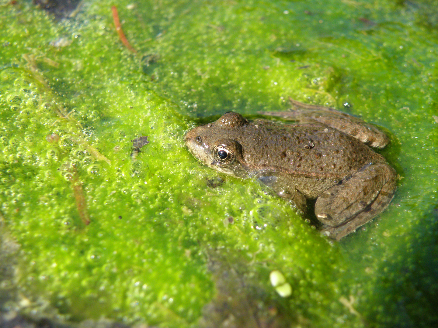 Wasserfrosch im Grünen