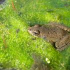 Wasserfrosch im Grünen