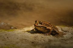 Wasserfrosch im Sonnenbad