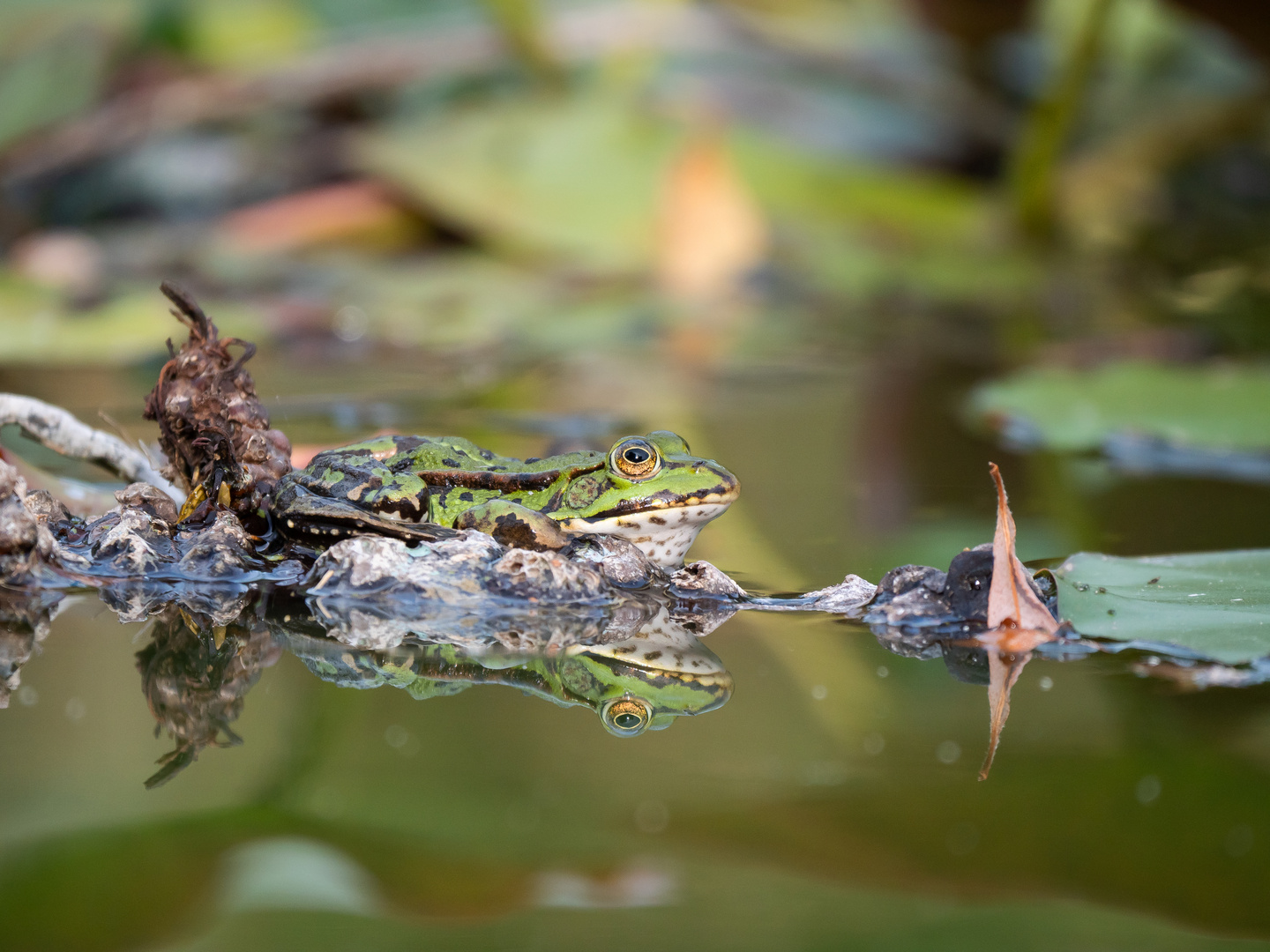 Wasserfrosch im Spiegel