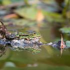 Wasserfrosch im Spiegel