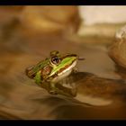 Wasserfrosch im Teich