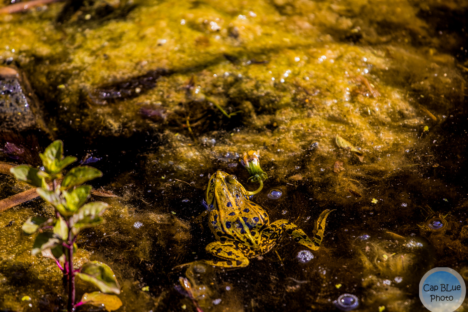 Wasserfrosch im Teich beim Tiergarten Worms