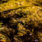 Wasserfrosch im Teich beim Tiergarten Worms