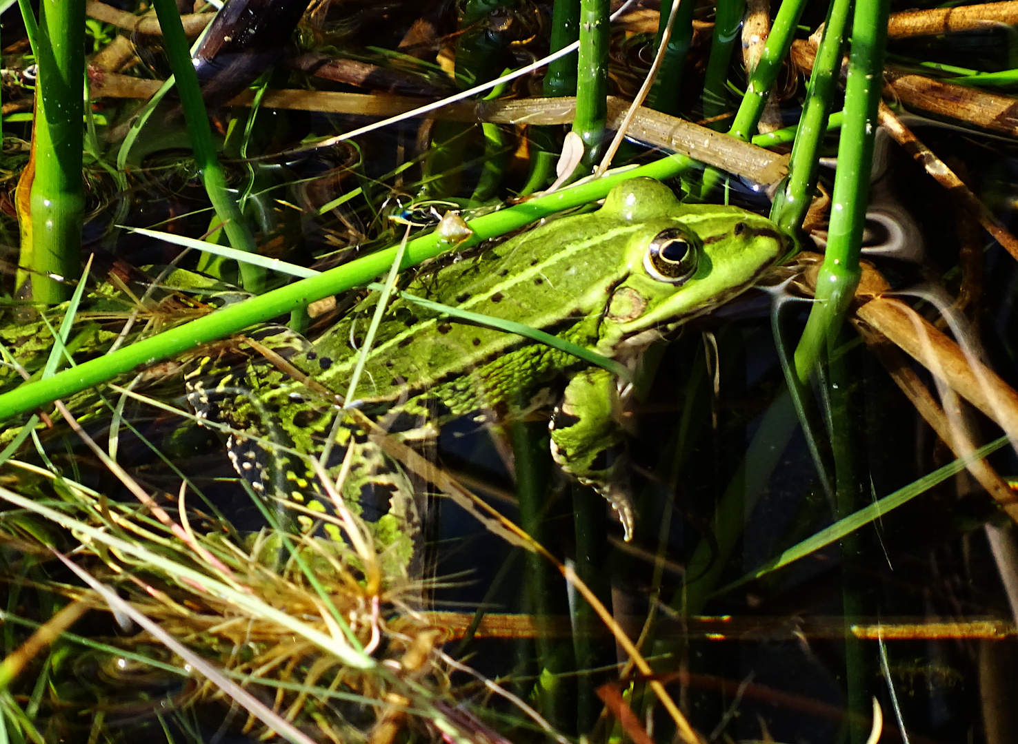 Wasserfrosch im Tümpel