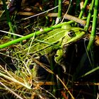 Wasserfrosch im Tümpel