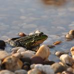 Wasserfrosch in der Abendsonne