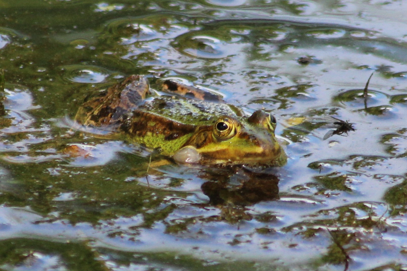 Wasserfrosch in meinem Teich