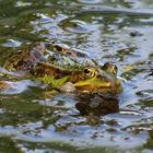 Wasserfrosch in meinem Teich