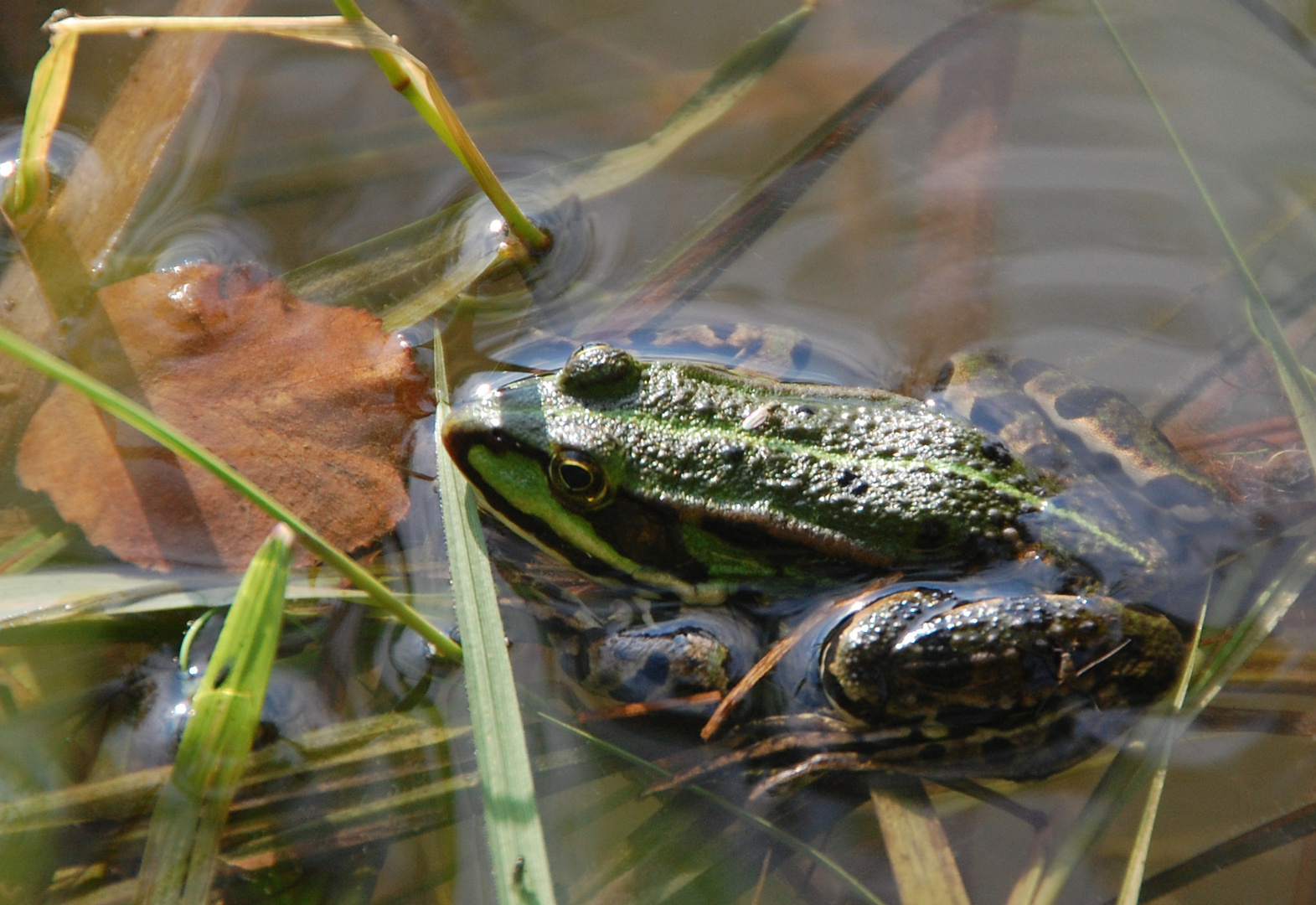 Wasserfrosch- (-könig oder -königin)