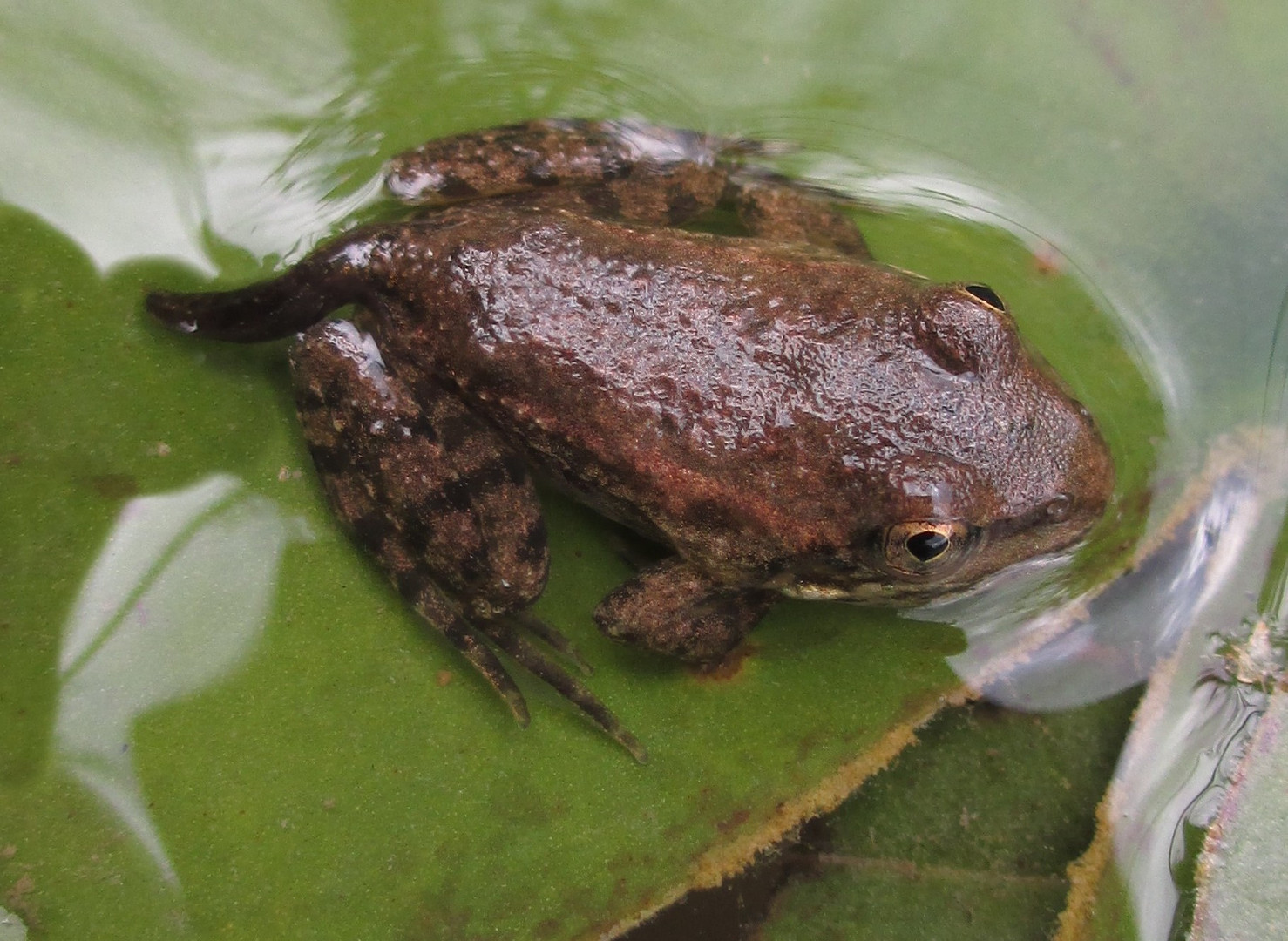 Wasserfrosch mit einem Rest Kaulquappe, also ein "Kaulfrosch"