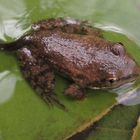 Wasserfrosch mit einem Rest Kaulquappe, also ein "Kaulfrosch"