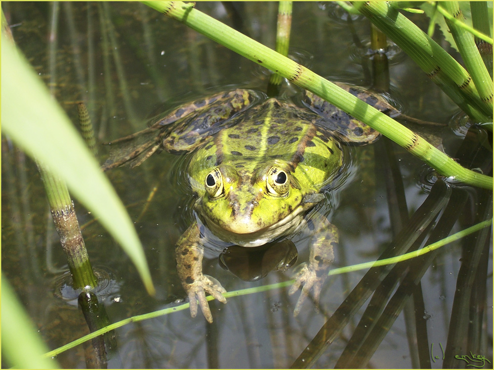 Wasserfrosch mit Spiegelung