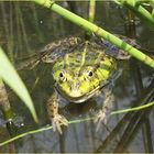 Wasserfrosch mit Spiegelung