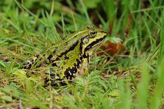 Wasserfrosch – Pummel